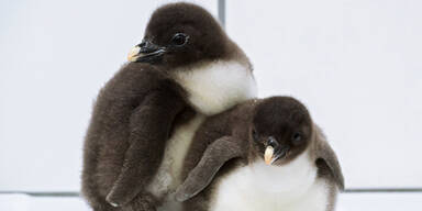 Schönbrunn freut sich über bedrohte Pinguin-Küken