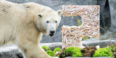 Eisbären-Teenie Finja feiert mit Lachstorte 2. Geburtstag