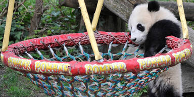 Pandajunge Fu Bao schaukelt gerne herum