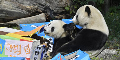 So süß feiern Schönbrunn-Pandas ihren Geburtstag