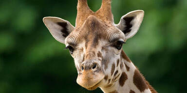 PA_Giraffe.jpg