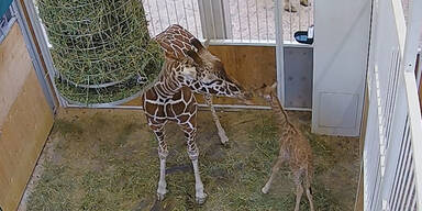 Giraffen-Baby