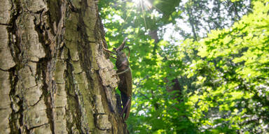 450 Käferarten: Das große Krabbeln im Tiergarten Schönbrunn