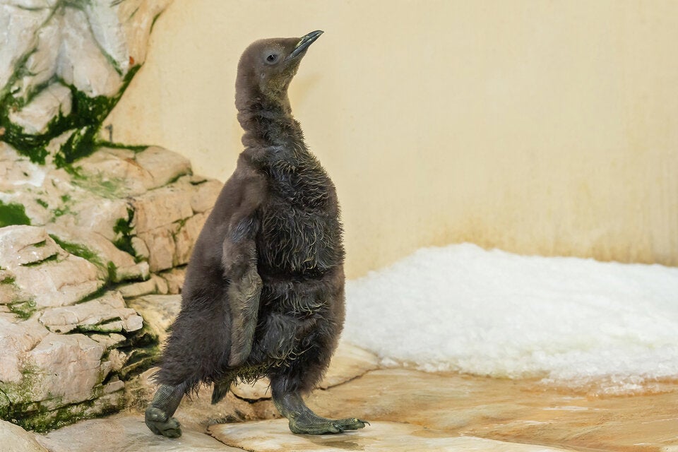 Königspinguin-Küken im Tiergarten Schönbrunn geschlüpft