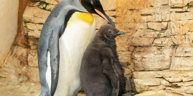 Königspinguin-Küken im Tiergarten Schönbrunn geschlüpft