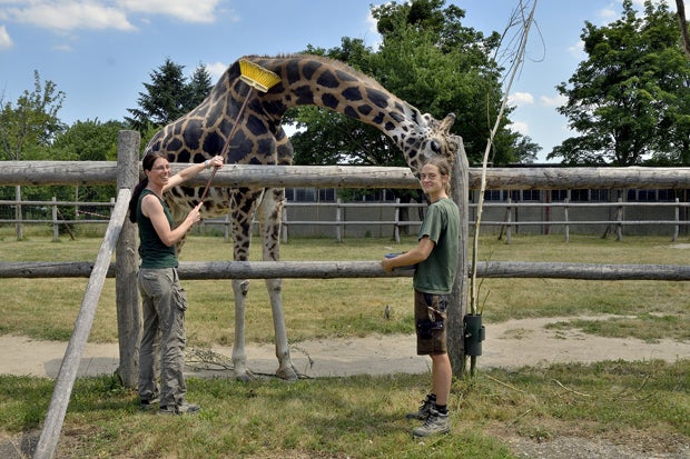 Ältester Giraffenbulle Europas feiert im Zoo Schönbrunn Geburtstag