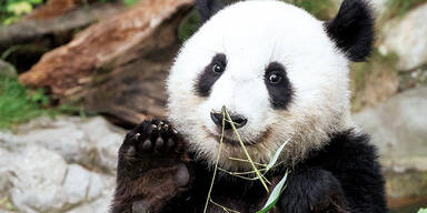 Panda-Mama: Abschied von den Zwillingen