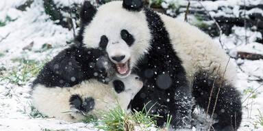 Pandas Wien Schnee Zoo