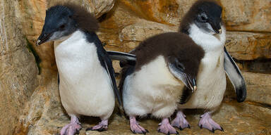 Sieben Pinguin-Küken entzücken Zoo-Besucher
