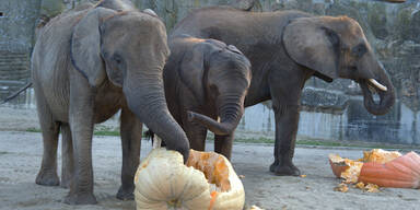 Kürbis-Festmahl für die Elefanten in Schönbrunn