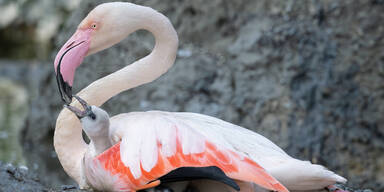 Flauschiger Nachwuchs im Tiergarten Schönbrunn