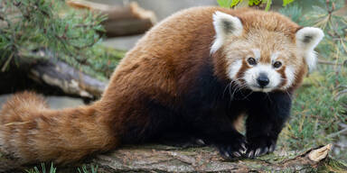 Rote Pandas sind umgezogen und bekommen neue Mitbewohner