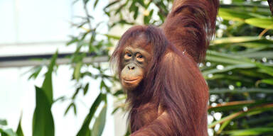 Zoo Schönbrunn: Neues Orang-Utan-Weibchen ist eingezogen