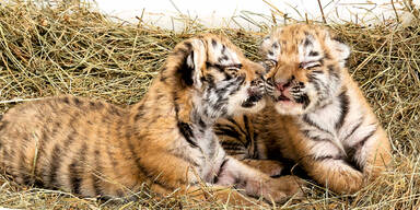 Tiger-Babys