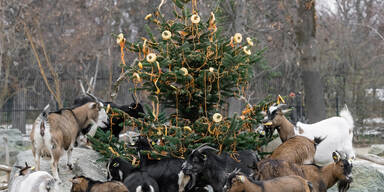 Weihnachtsüberraschung im Wiener Zoo
