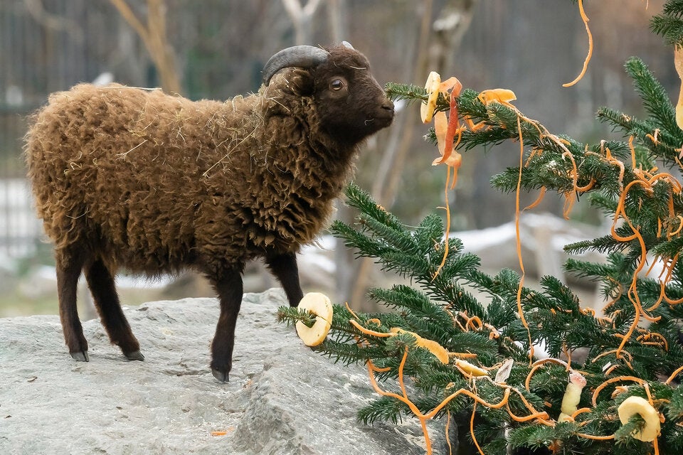 Weihnachtsüberraschung im Wiener Zoo