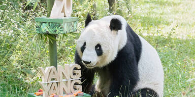 Schönbrunner Panda-Weibchen Yang Yang feiert 20. Geburtstag