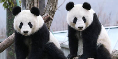 Panda Zwillinge Wien Fu Feng Fu Ban