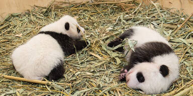 Panda-Zwillinge