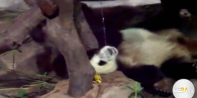 Panda pinkelt auf seinen Kollegen