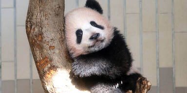 Japans Panda 1. Mal in Öffentlichkeit