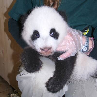 Baby-Panda wiegt schon 4,5 Kilo