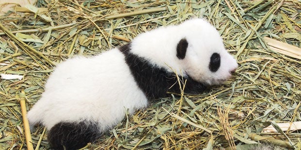 Panda-Zwillinge wachsen kräftig