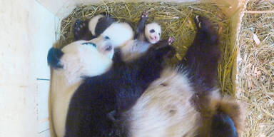 Panda-Zwillinge wachsen kräftig