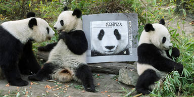 Malt Panda-Bärin hier Tiere?