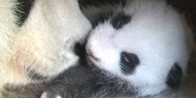 Schönbrunner Panda-Baby heißt Fu Hu
