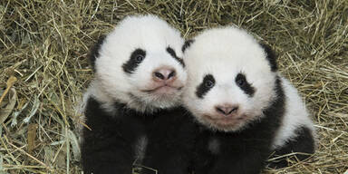 Süße Wiener Panda-Babys heißen Fu Feng und Fu Ban