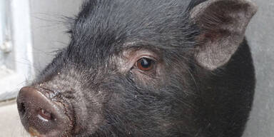 Süßes Mini-Schwein "Penelope" in Kiste in Wien ausgesetzt