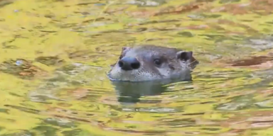 Petition otter 1.PNG