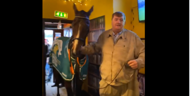 Pferd im Pub