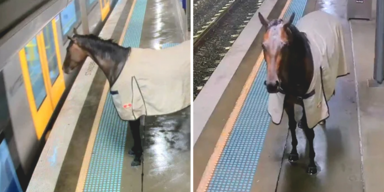 Pferd verpasst Zug, spaziert dann Bahnsteig entlang
