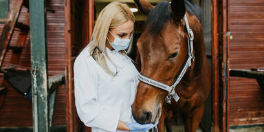 Neue Herpes-Variante tötet Pferde