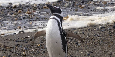 Treuester Pinguin reist 8.000 Kilometer zu seinem Retter