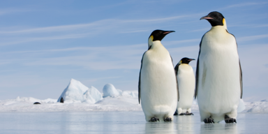 Die "Pinguin-Poststelle" in der Antarktis