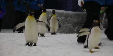 Dubai: Pinguine in der Wüstenstadt