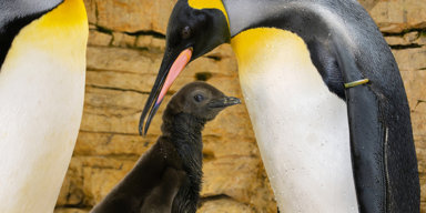 Königspinguin-Küken im Tiergarten Schönbrunn geschlüpft