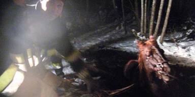 Feuerwehr rettet Pferd aus Sumpf