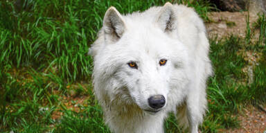 Polarwolf Anouk