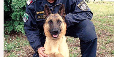 Polizeihund "Anuk" stöberte Einbrecher auf