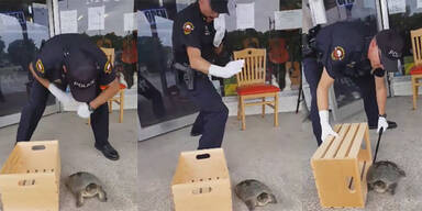 Polizist Schildkröte