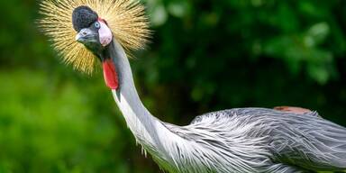Vogelgrippe-Alarm im Tierpark Haag