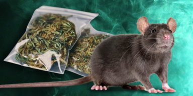 Drogenrausch: Ratten fressen Marihuana aus Beweismittelraum