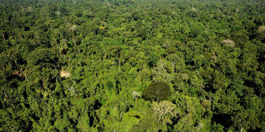 60 Mio. Hektar Regenwald unter Schutz