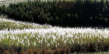 Regenwald wird neuen Zuckerrohrflächen geopfert