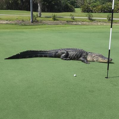 Florida: Dieser Alligator schockt Golfer
