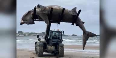 Riesiger Sieben-Meter-Hai schockt schottische Strandbesucher